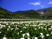 北投陽明山花鐘